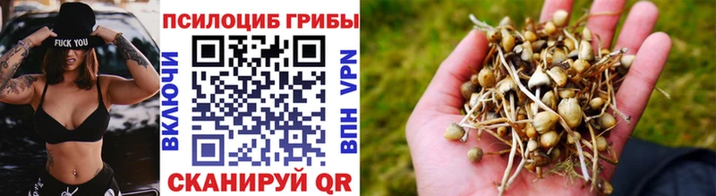 ссылка на мегу ссылка  Темников  Галлюциногенные грибы мицелий 